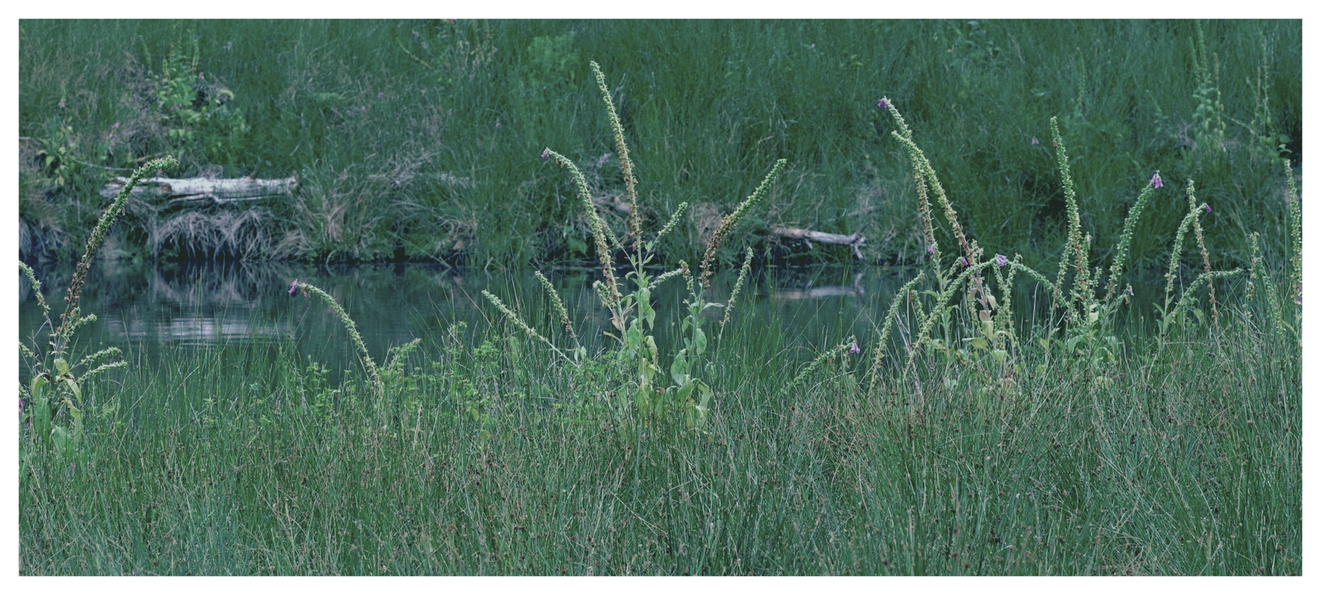 large.digitalesmentheleau0626.png