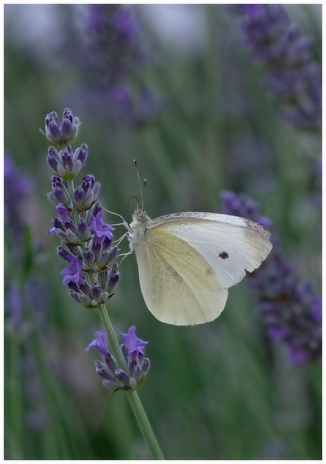large.insectes250626(11)..jpg