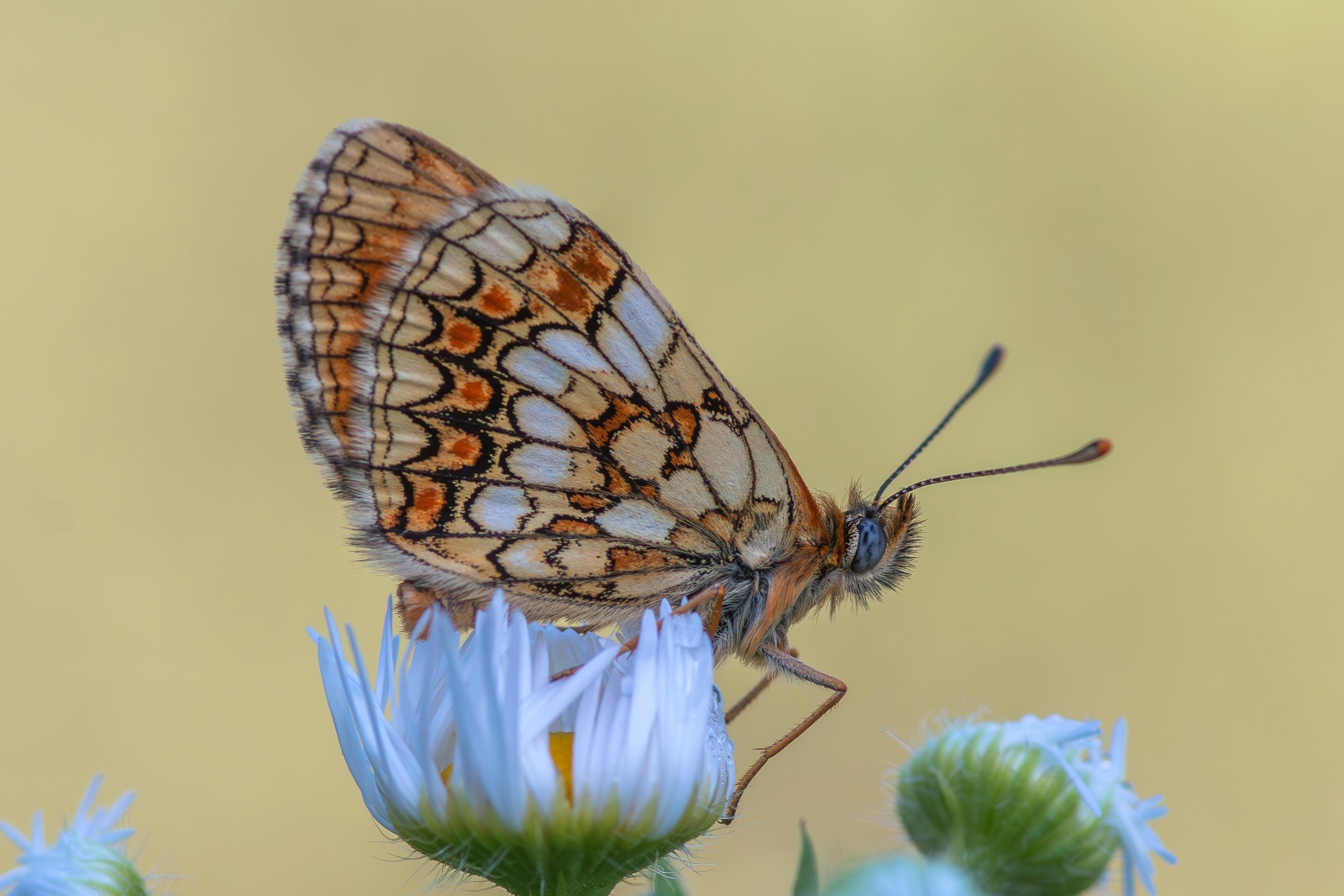 large_4913.jpg