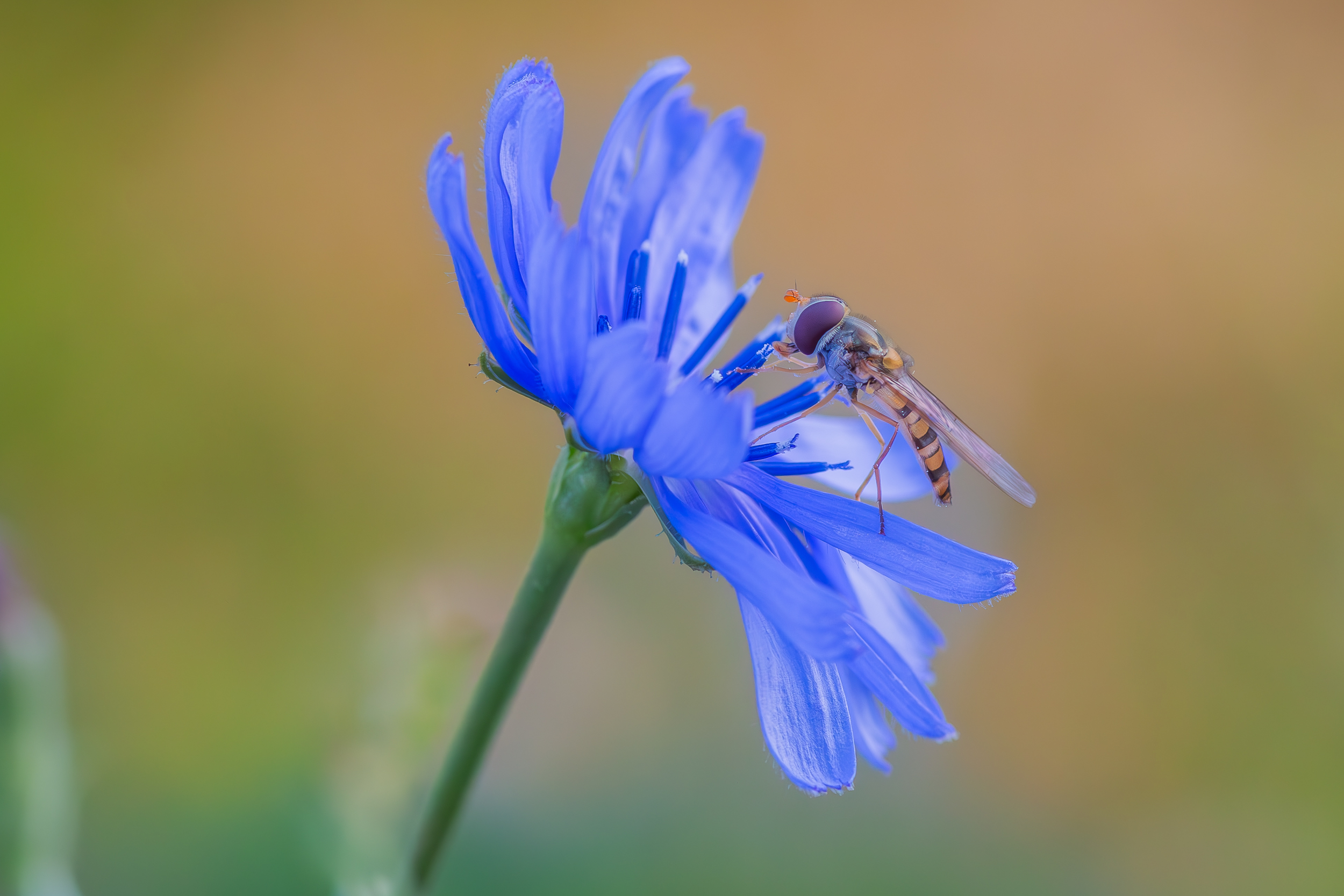 large_5031.jpg