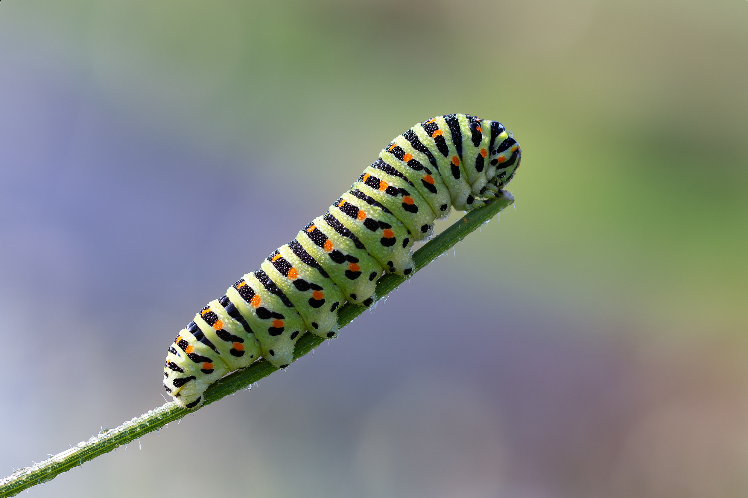 large_8200.jpg