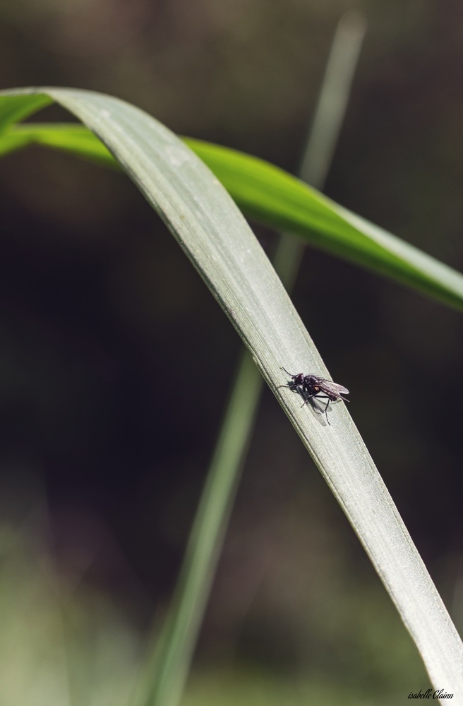 mouche 1 fp.jpg