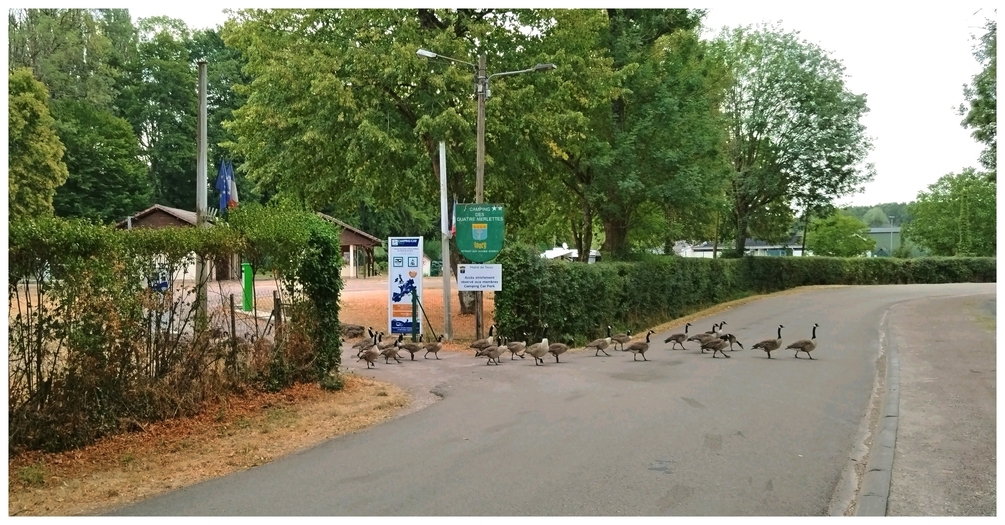 oies 15 07 26.jpg