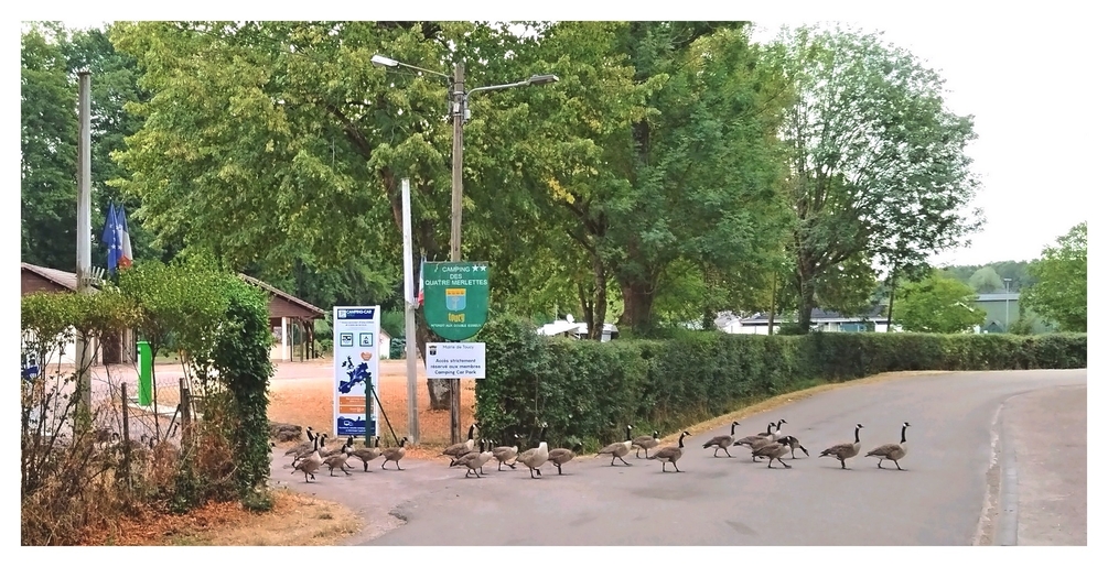 oies 15 07 261.jpg