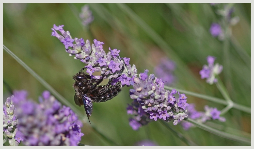 06 07 26 insectes papilllons (6).jpg