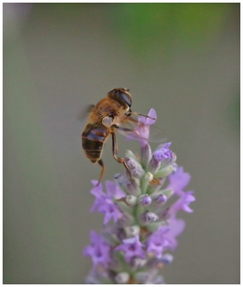 26 06 26 insectes (32).jpg
