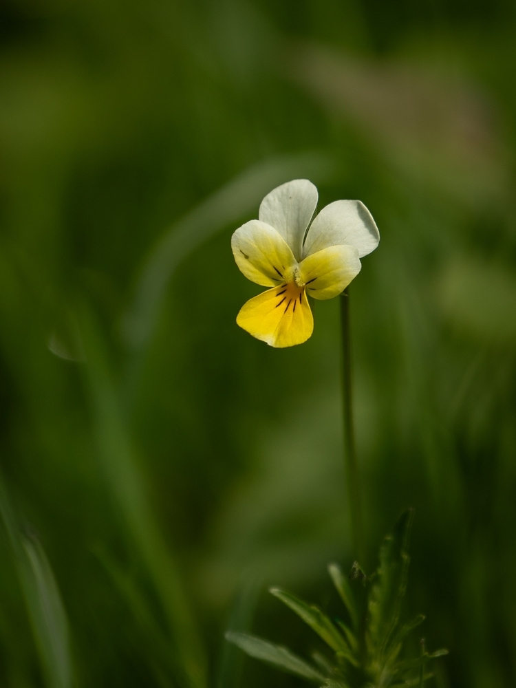 2G6A8723a.jpg