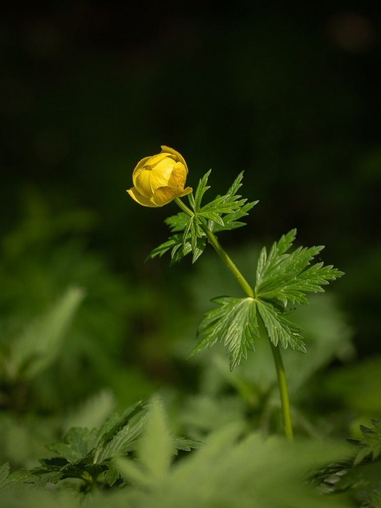 2G6A8765.jpg