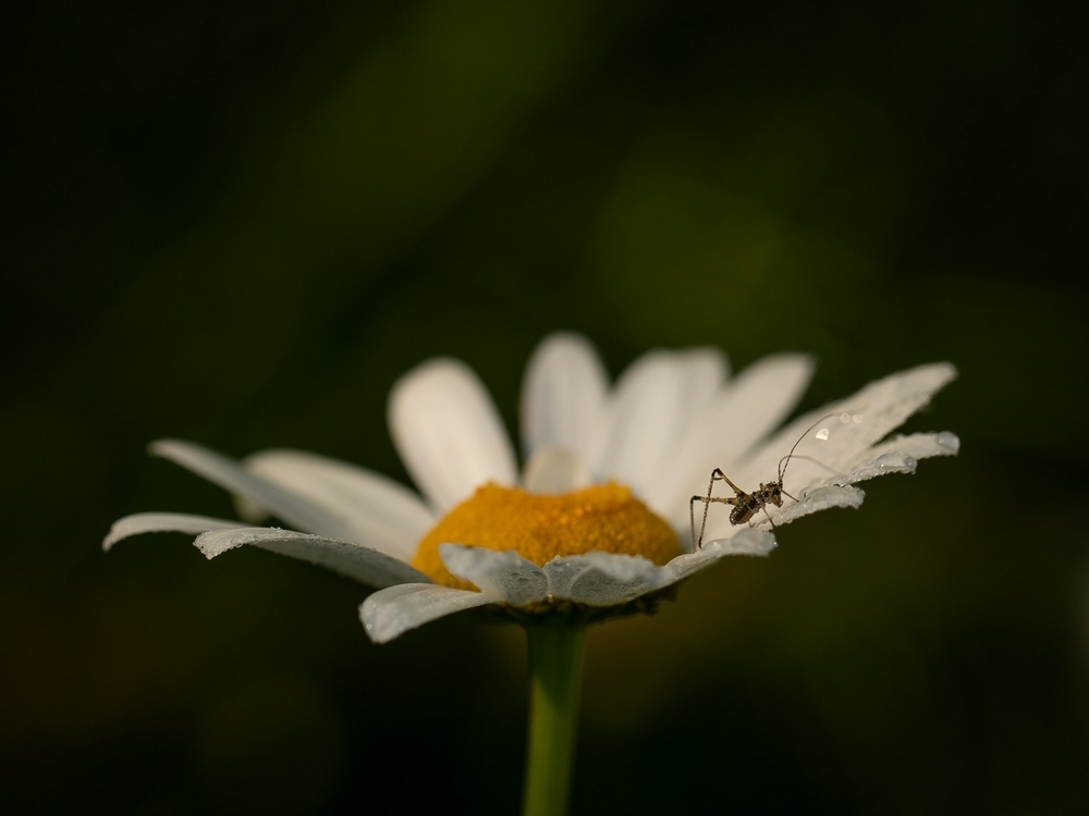 2G6A9526.jpg