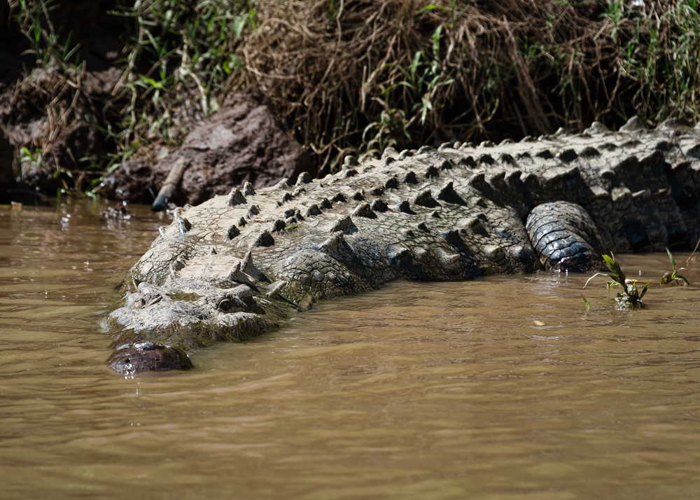Crocodile-FP_DSC_3153_DxO.jpg