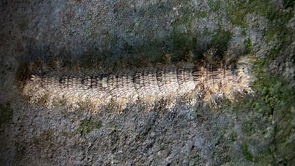 DSC01069.jpg