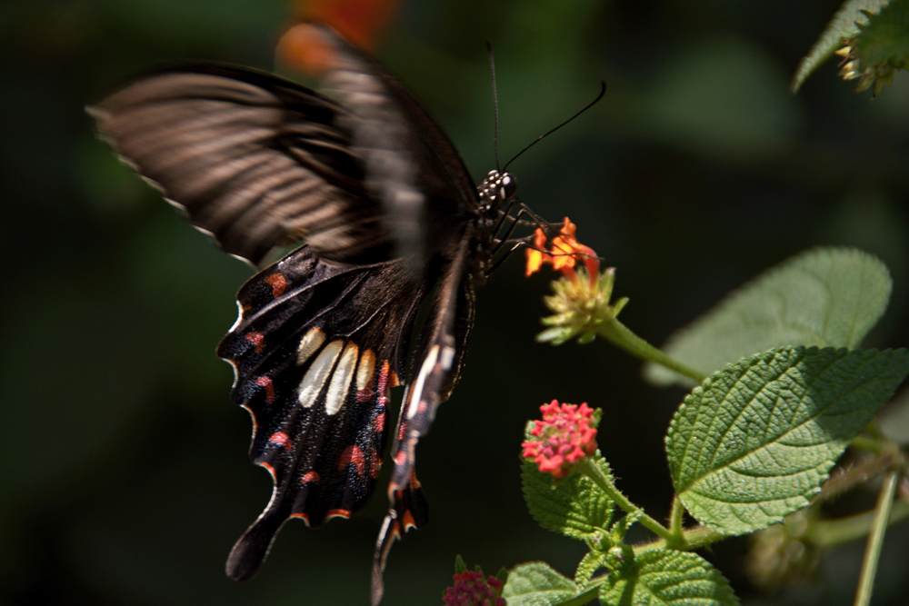 DSC09911-1.jpg