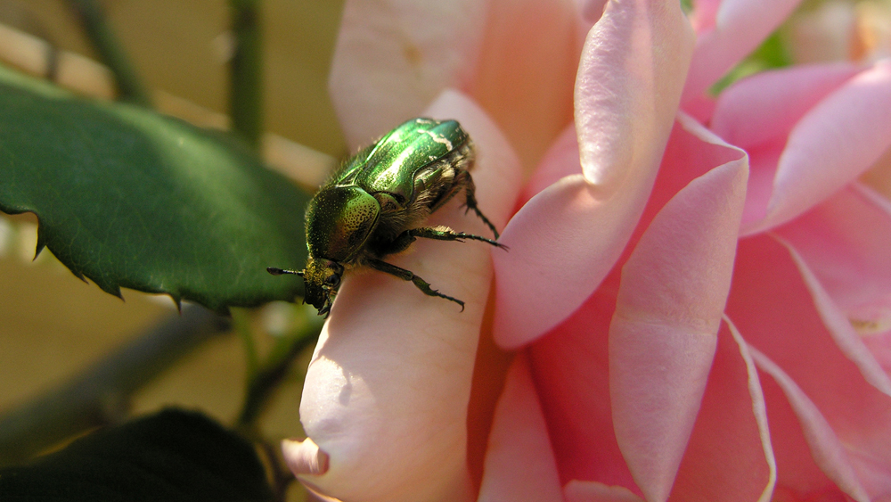 DSCN3406-1.jpg