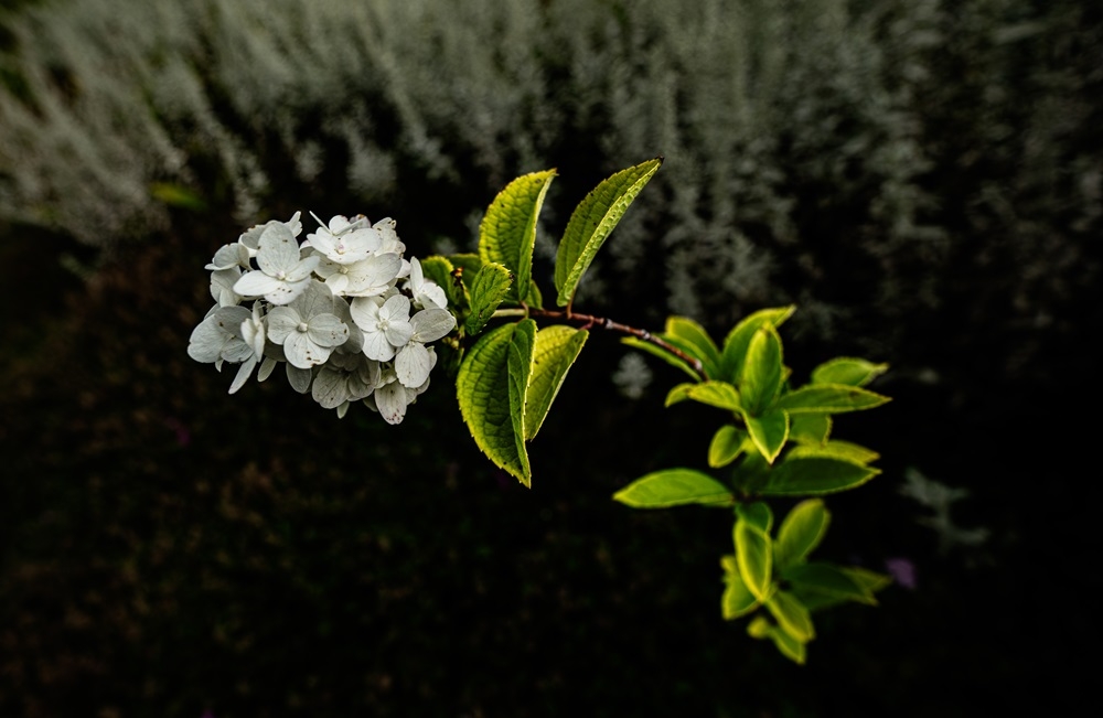 DSC_0103.jpg