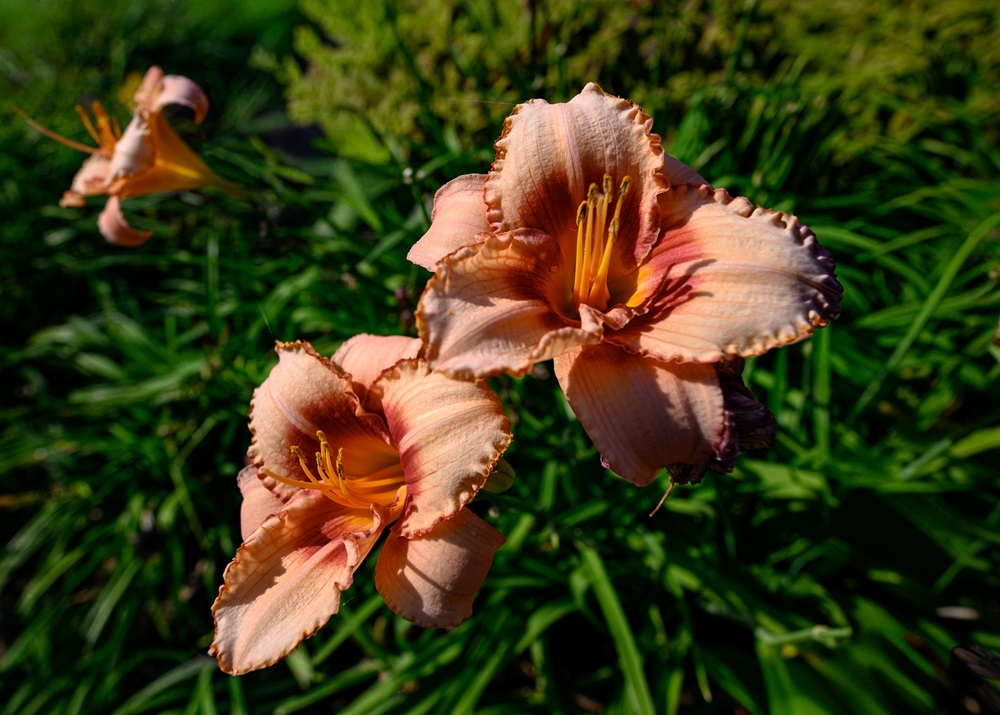 DSC_0329.jpg