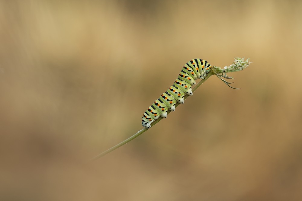 DSC_1166_2.jpg