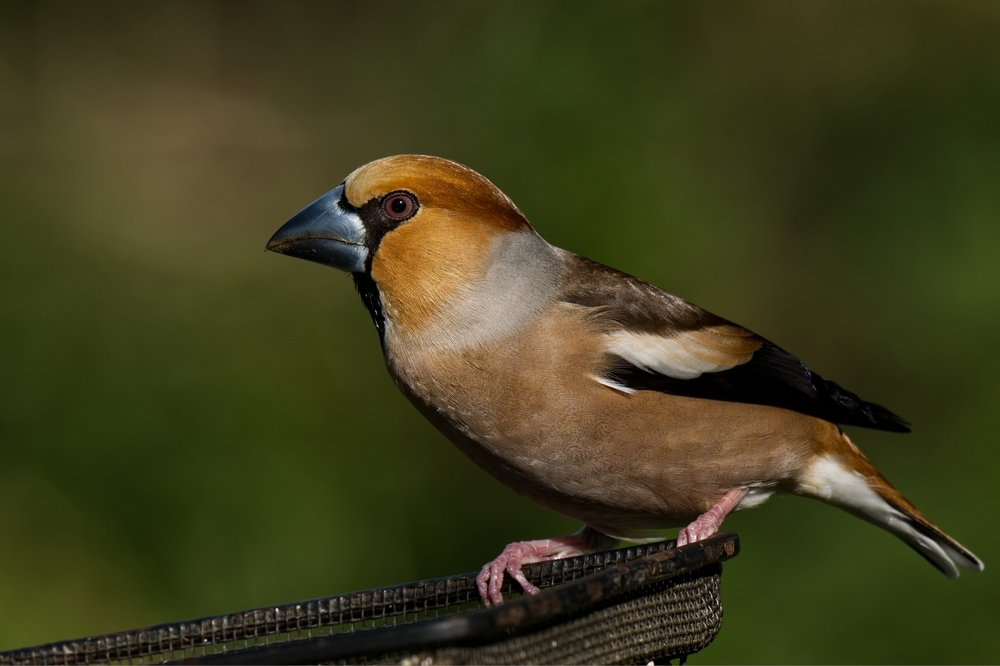 DSC_2874 1.jpg