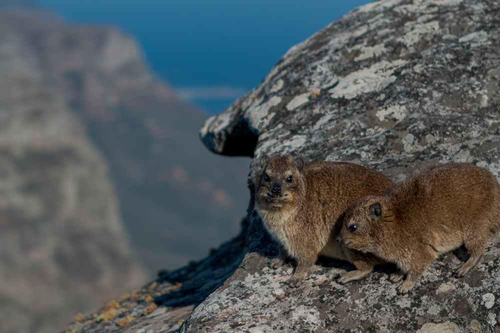 Dassie-du-Cap-2.jpg