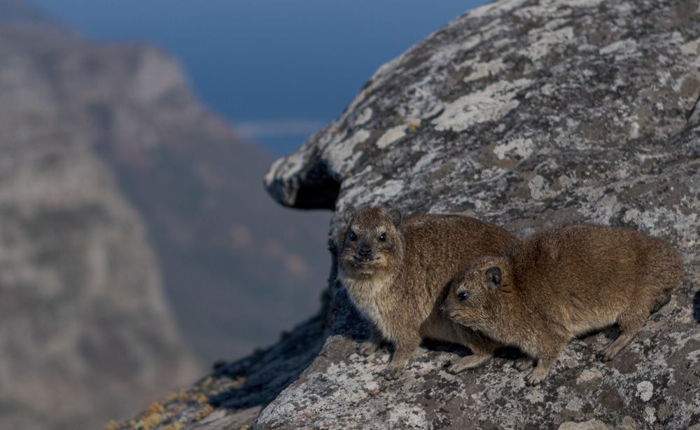 Dassie-du-Cap-3web.jpg
