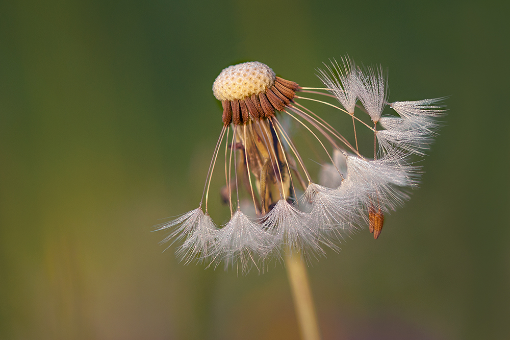 FLORE 2  copie.jpg