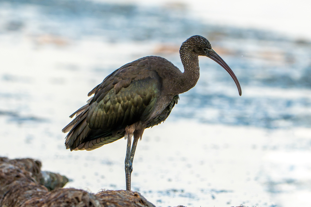 Ibis falcinelle-11.jpg
