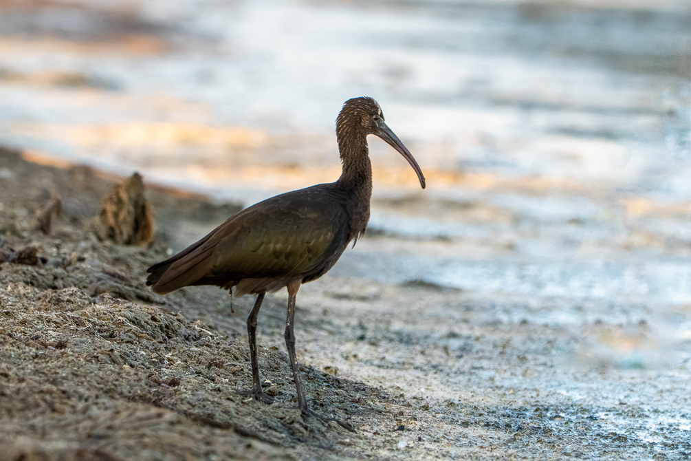 Ibis falcinelle-7.jpg