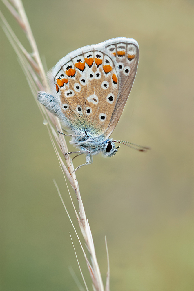 MACRO-148 copie.jpg