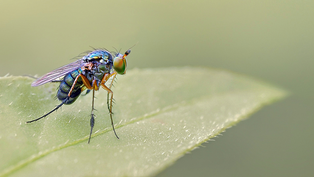 MACRO -26 copie.jpg