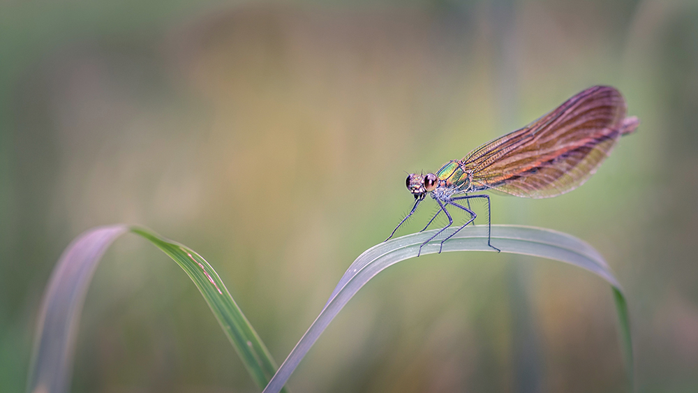 MACRO -48 copie.jpg