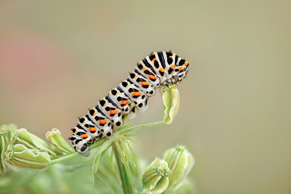 MACRO -90 CHENILLE MACHAON.jpg