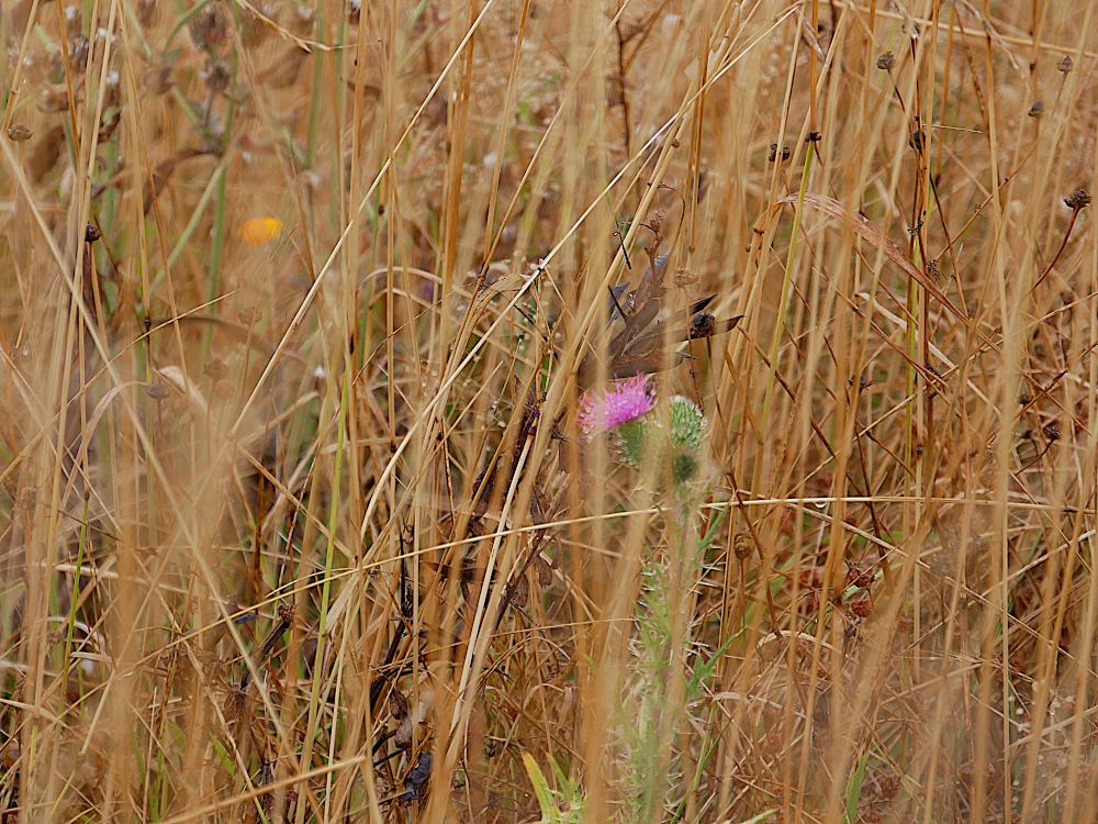 P1420661b2-1000.JPG