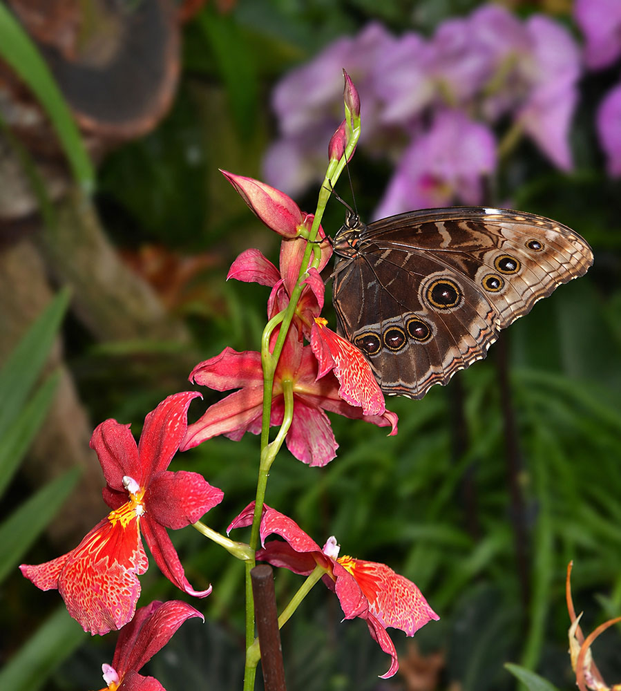 Papillon2.jpg