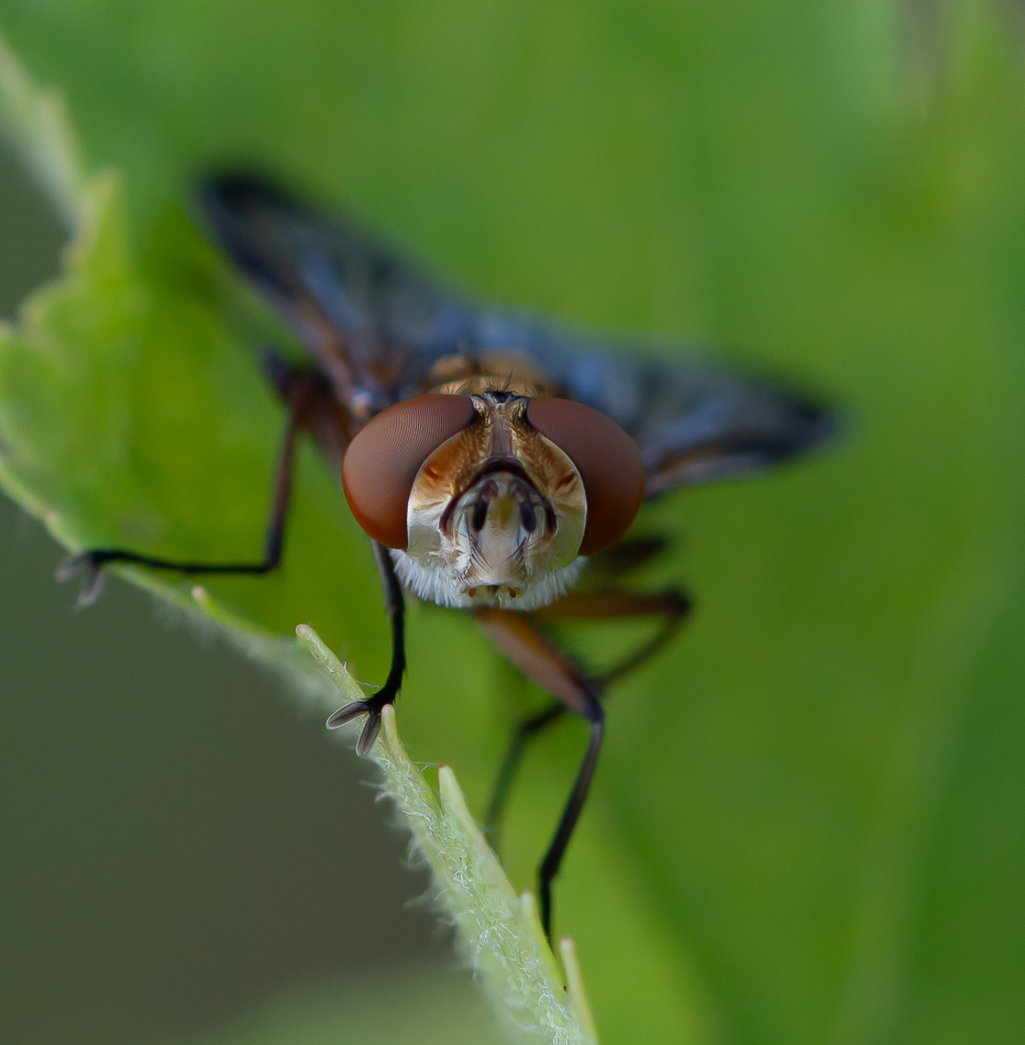 Phasia_DSC0094.jpg