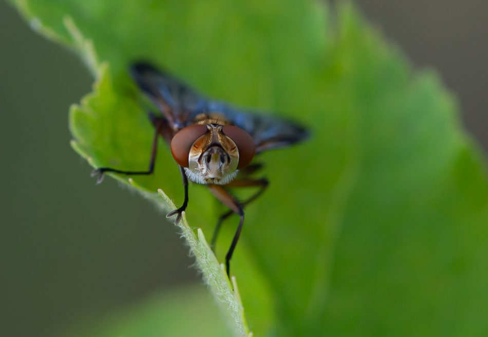 Phasia_DSC0099.jpg