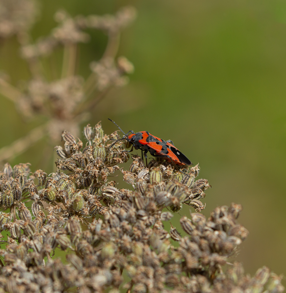 Punaise écuyère_DSC0008.jpg