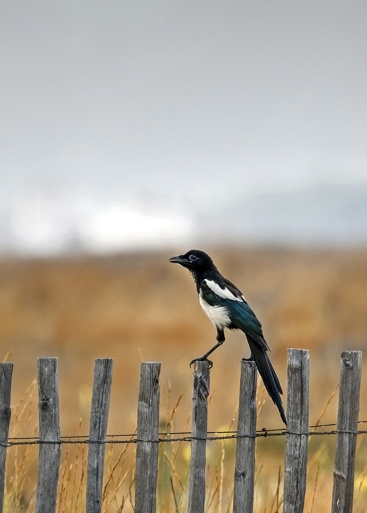SU3_3789_01.jpg.7ed438fef01a229a1250e1bcc85b0d01_R.jpg