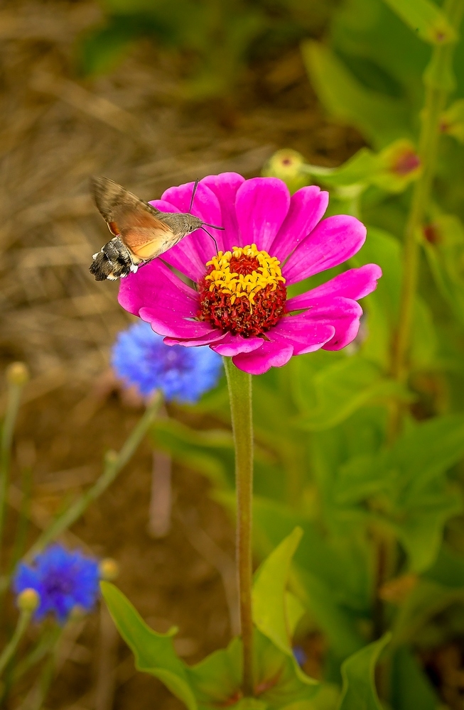 _DSC7249-1.jpg