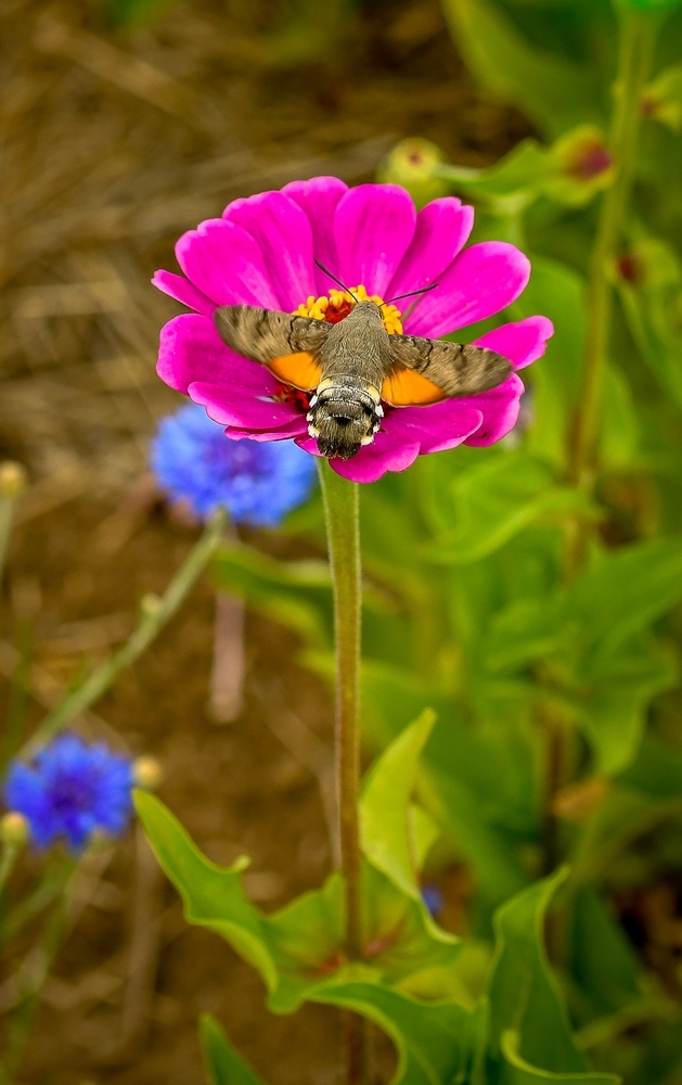 _DSC7250-1.jpg