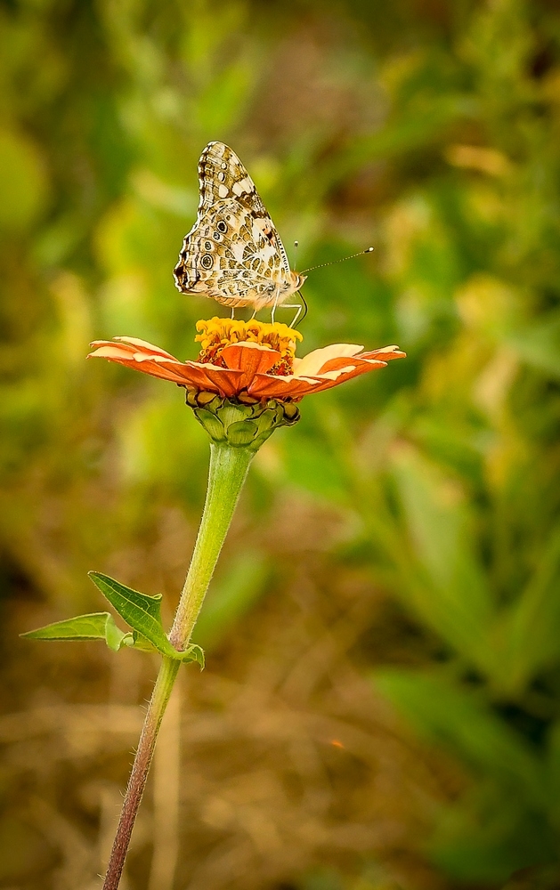 _DSC7322-1.jpg