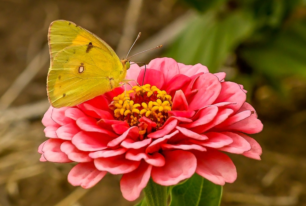 _DSC7447-2.jpg