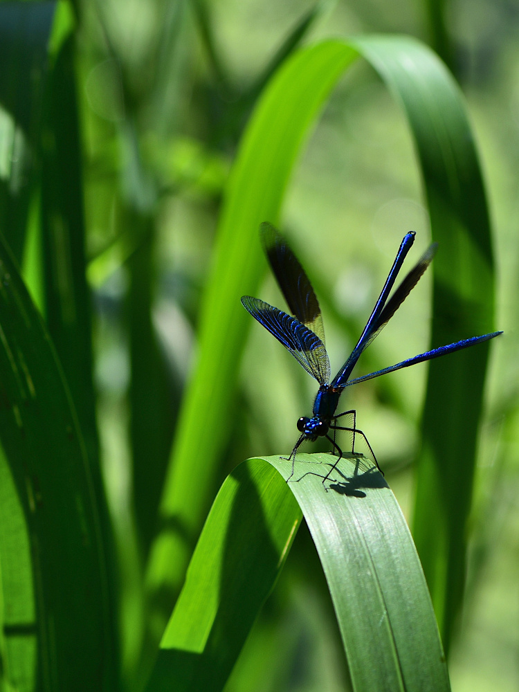 a2026_07_03_caleopteryx_splendens_ailes_ouvertes.jpg