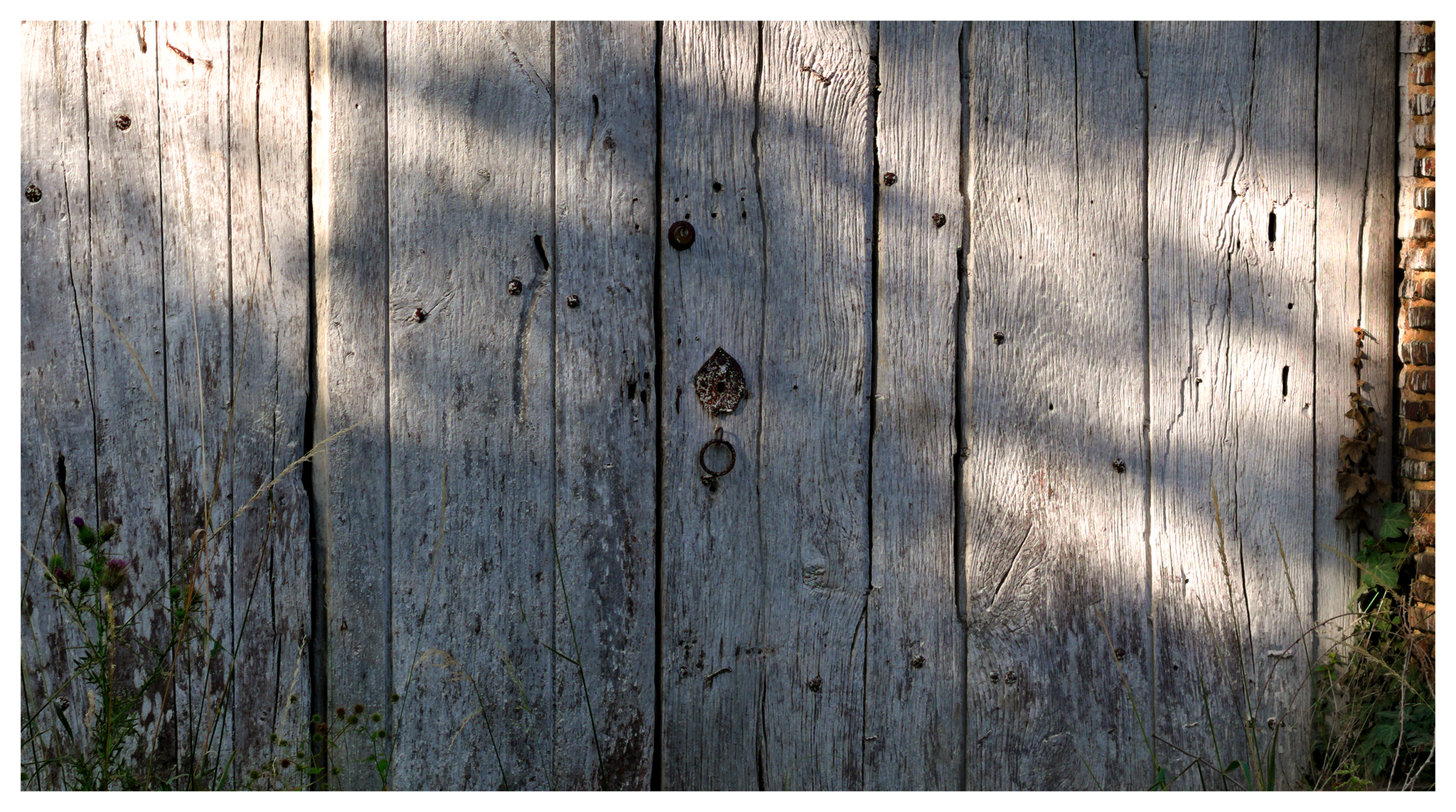 large.140726insectesfleursdivers(4)_DNG1.png