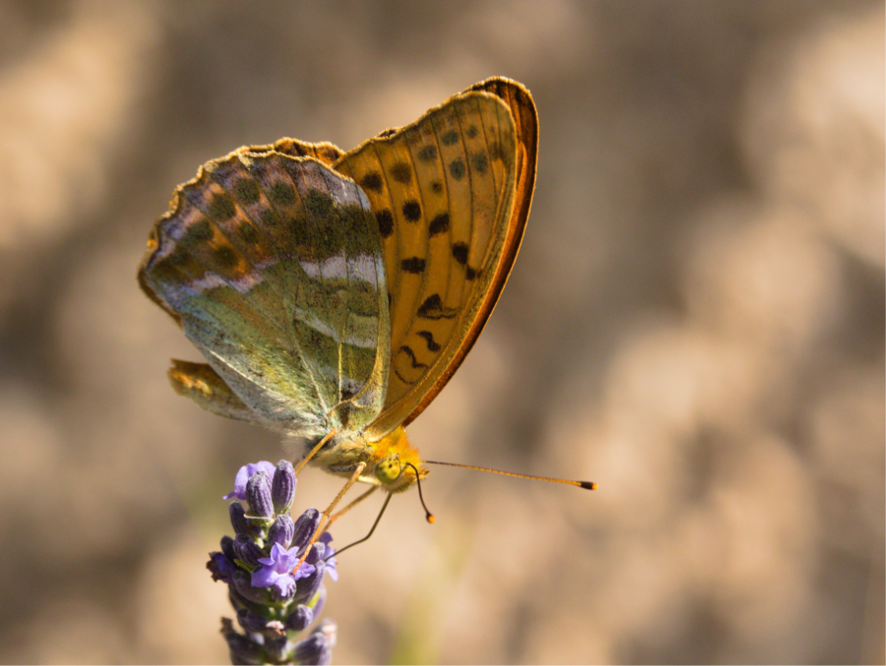 papillon.jpg