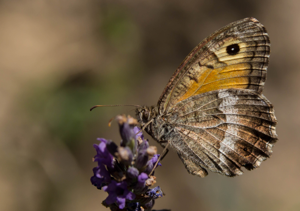 papillon 2.jpg