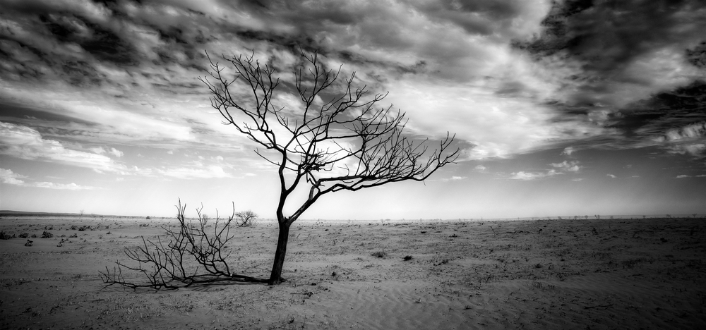 arbre hd.jpg