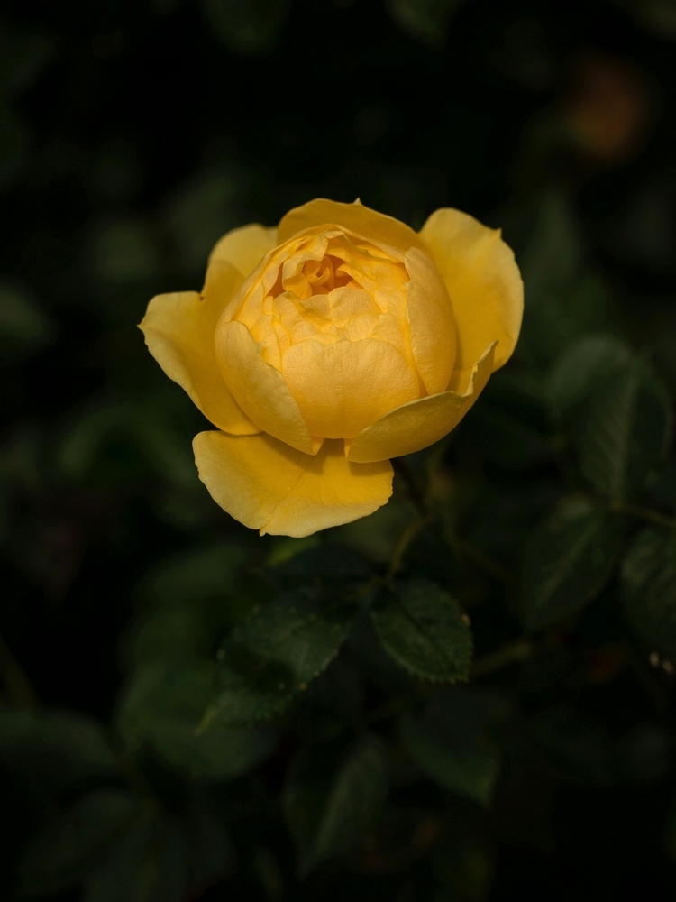 2G6A8919.jpg