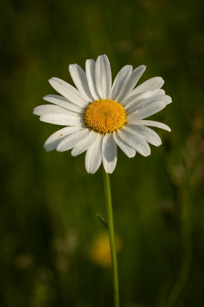 2G6A9035.jpg