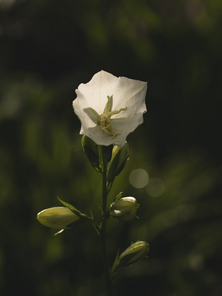 2G6A9071.jpg