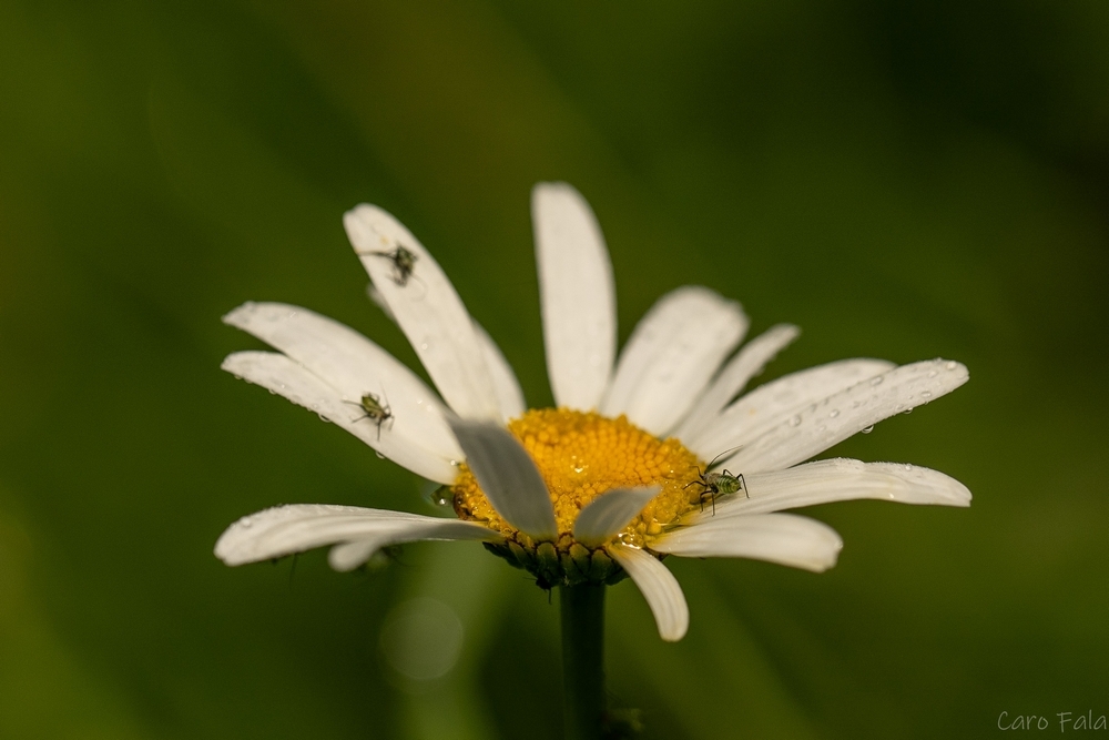 2G6A9557.jpg