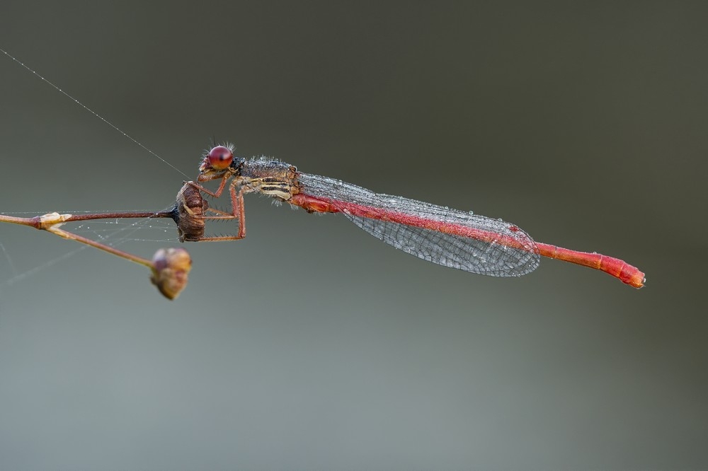 DSC_2205.jpg